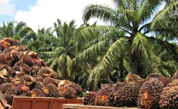 Die Produktion von Palmöl hat nicht nur gravierende ökologische Folgen. Hilft es, im Supermarkt nach palmölfreien Produkten zu suchen?