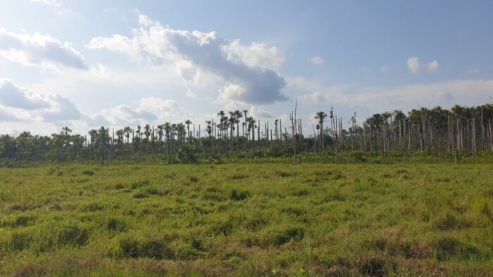 Abgeholzter Regenwald im Amazonasgebiet. Sie wird chemisch entwässert und dann abgeholzt. Somit entstehen immer weiter neue Flächen für Viehzucht, Fischzucht oder Monokulturen wie Koka.